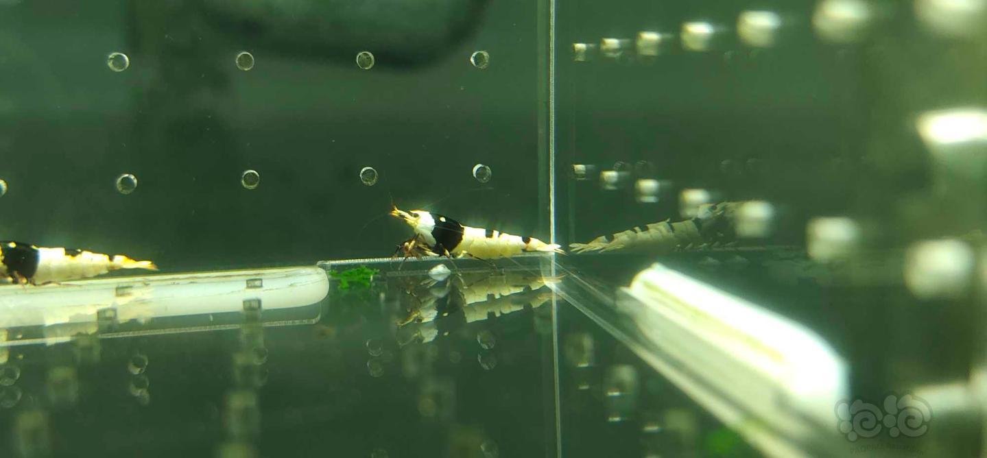 【虾】2019-05-12#RMB拍卖系统黑白水晶虾一份4只-图6
