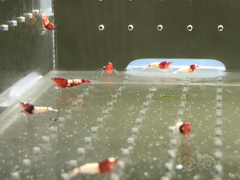 【虾】2019-05-23#RMB拍卖红姘头幼虾20只-图1