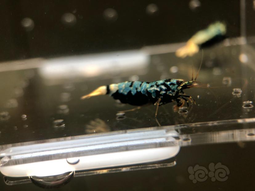 【虾】2019-05-22#RMB拍卖蟒形银河母虾2只-图3