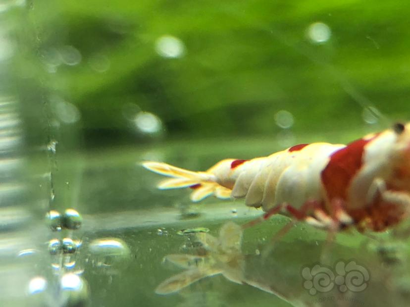 【虾】2019-05-27＃RMB拍卖红白公虾一只-图3