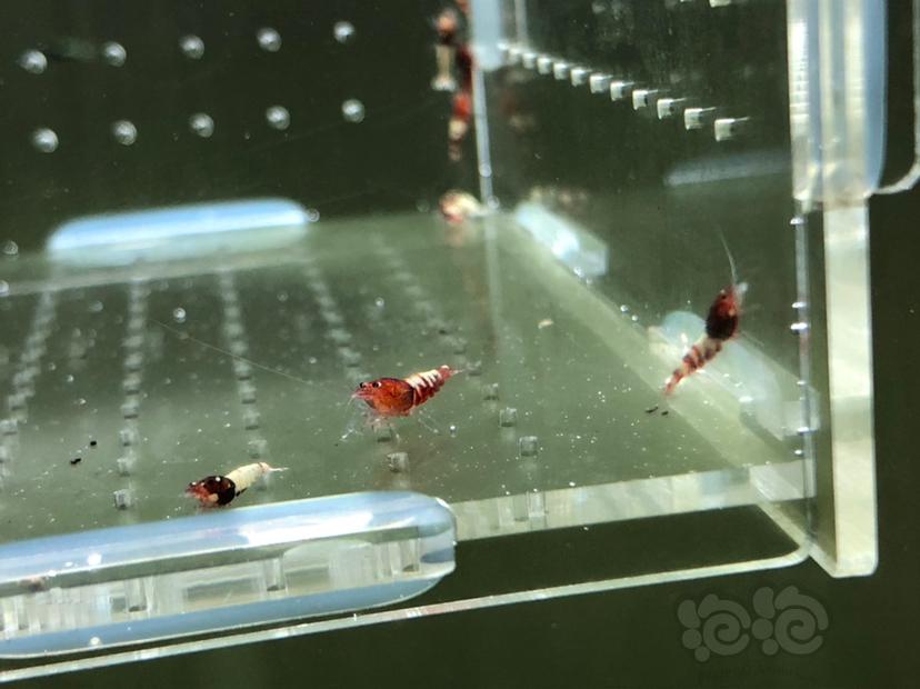 【虾】2019-05-20#RMB拍卖红姘头幼虾20只-图3
