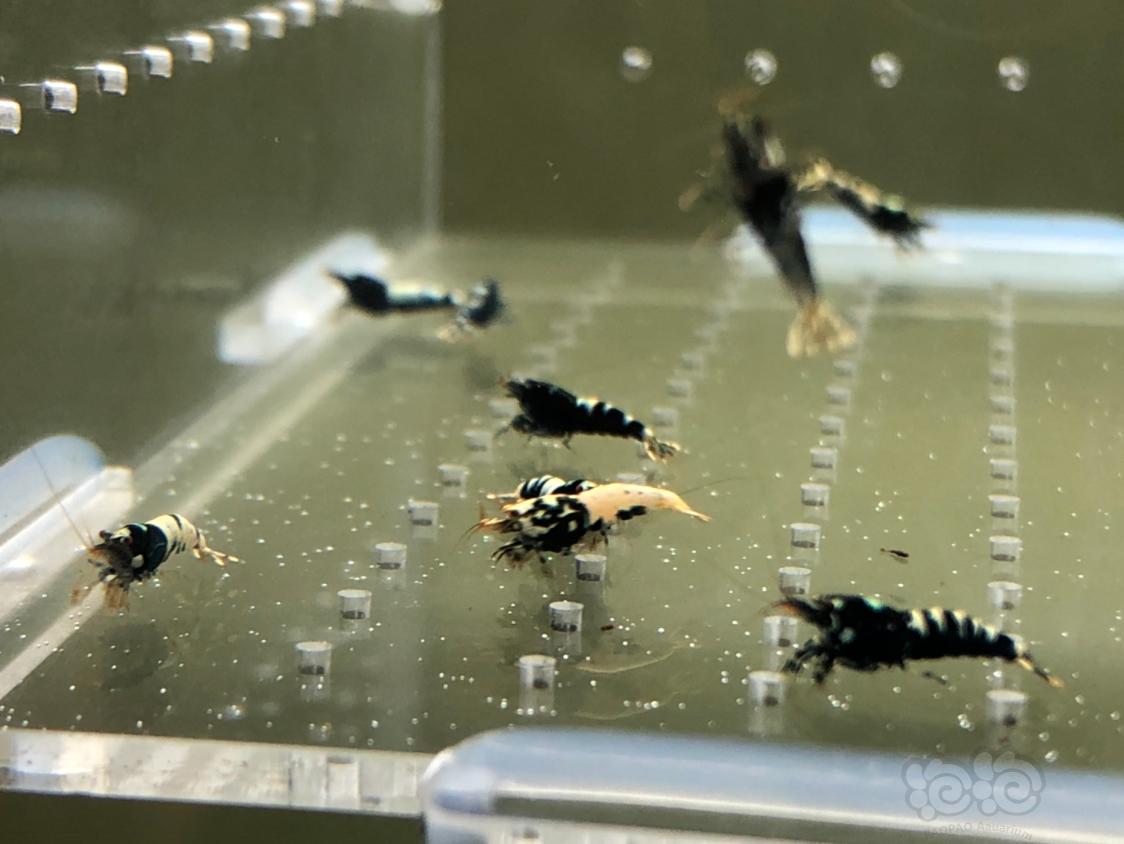 【虾】2019-05-13#RMB拍卖黑银河幼虾20只-图8
