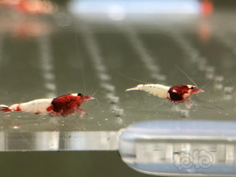 【虾】2019-05-21#RMB拍卖红姘头幼虾20只-图1