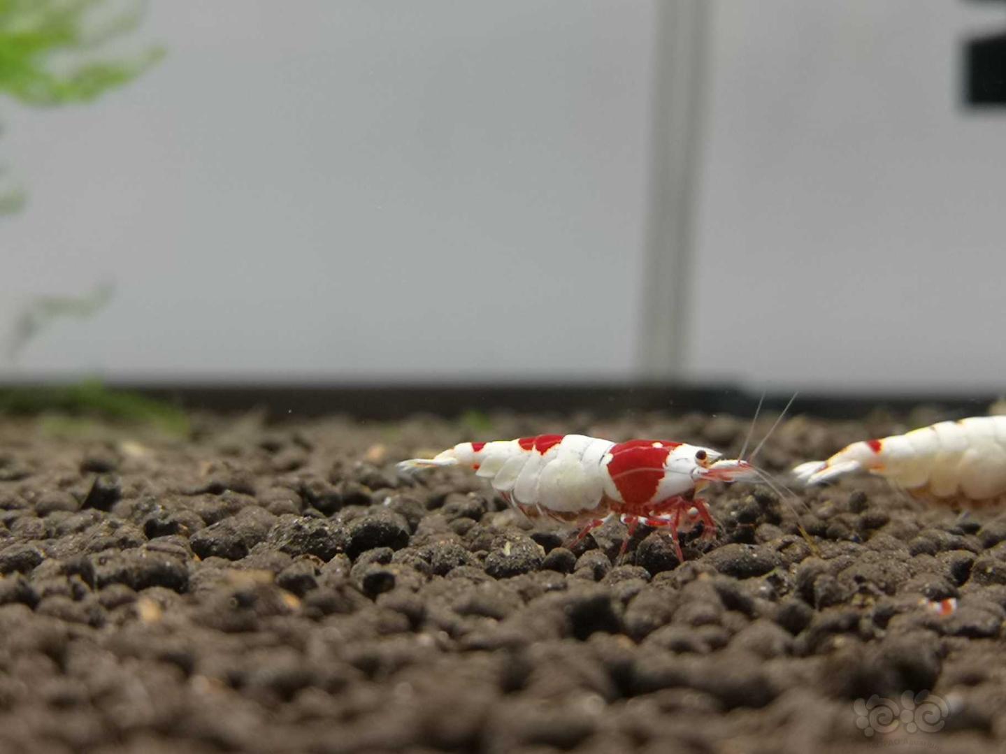 出纯血红白水晶虾-图10