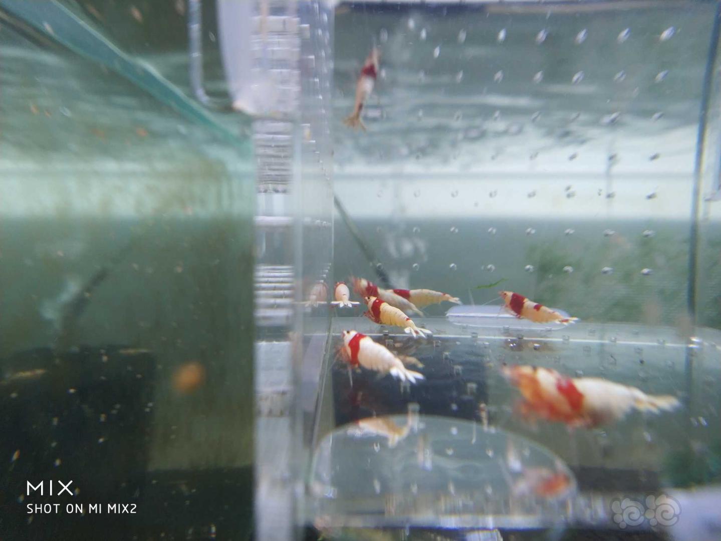 【虾】2019-05-15RMB#拍卖纯血红白水晶虾-图1