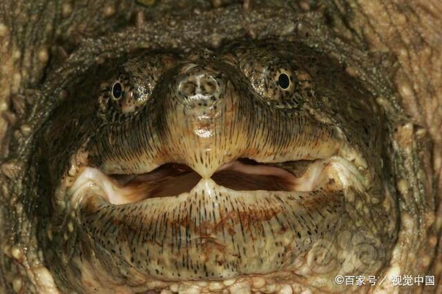 鳄龟…淡水龟之王-图2