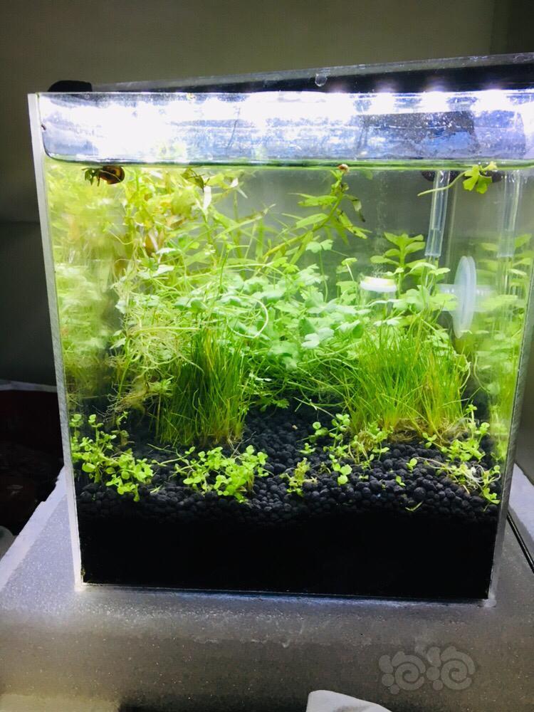 种水草能不用过滤吗