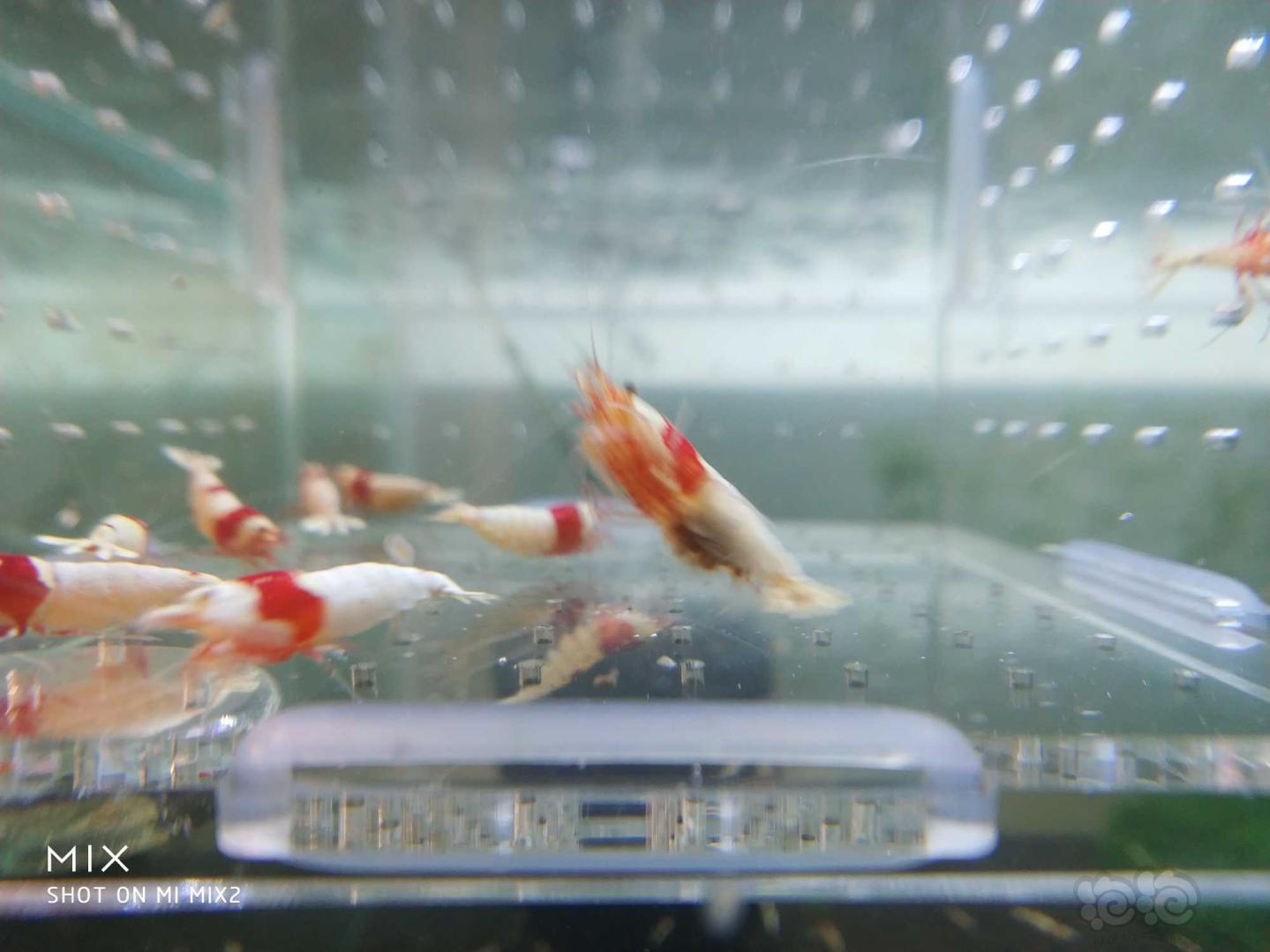 【虾】2019-05-15RMB#拍卖纯血红白水晶虾-图4