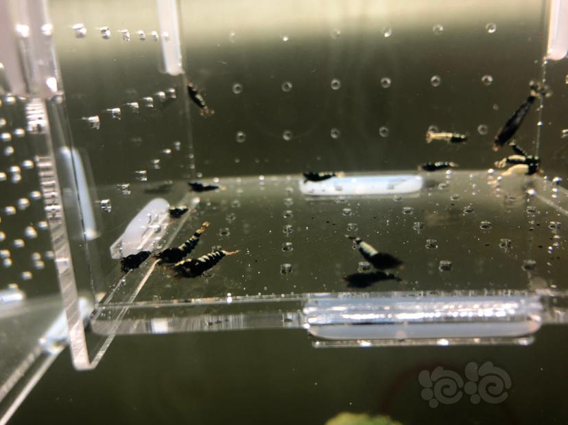 【虾】2019-05-22#RMB拍卖黑银河幼虾20只-图2