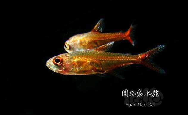 热带鱼继续出鱼不要错过