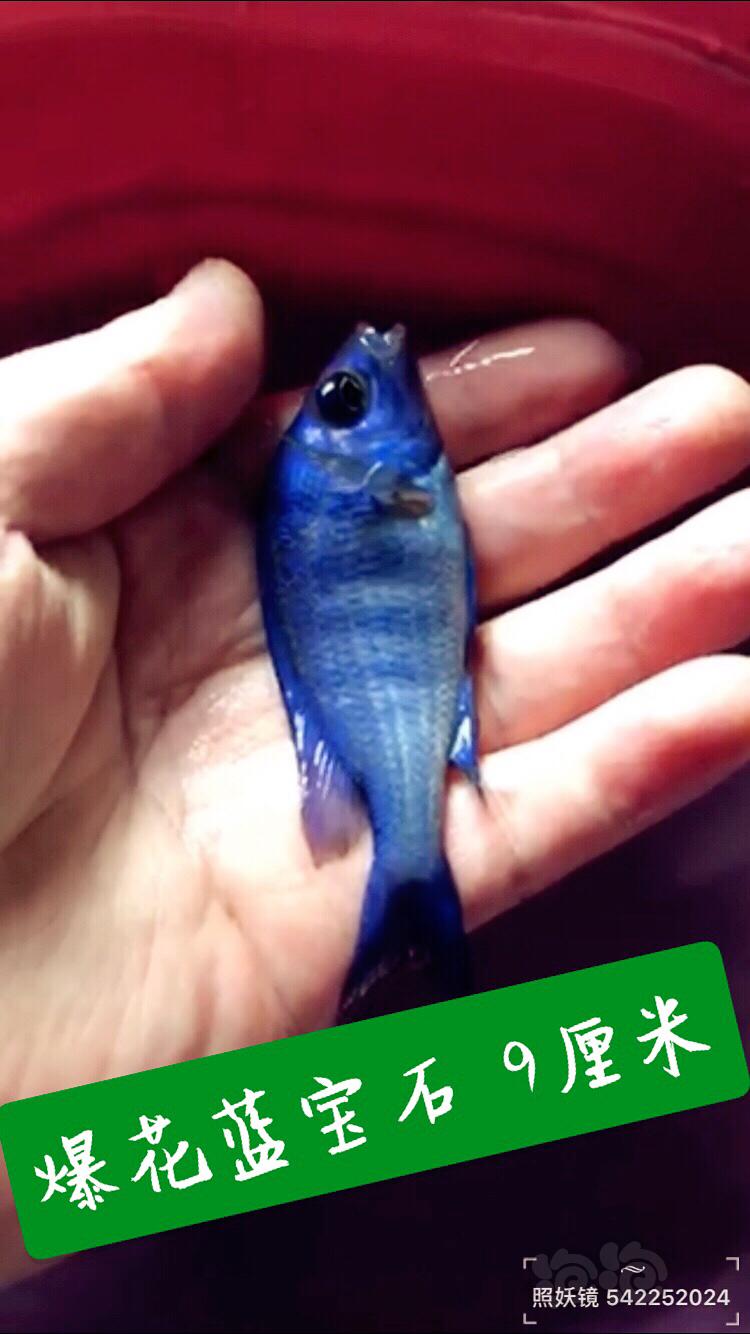 【热带鱼】三湖慈鲷鱼房出售三湖鱼-图3