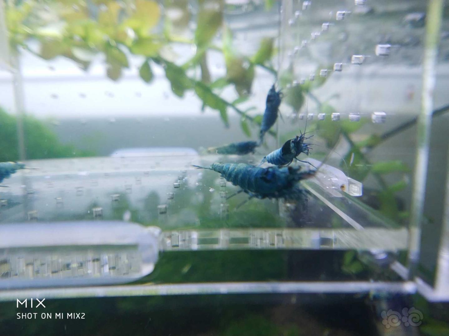 【虾】2019-05-23#RMB拍卖蓝化花头水晶虾-图4