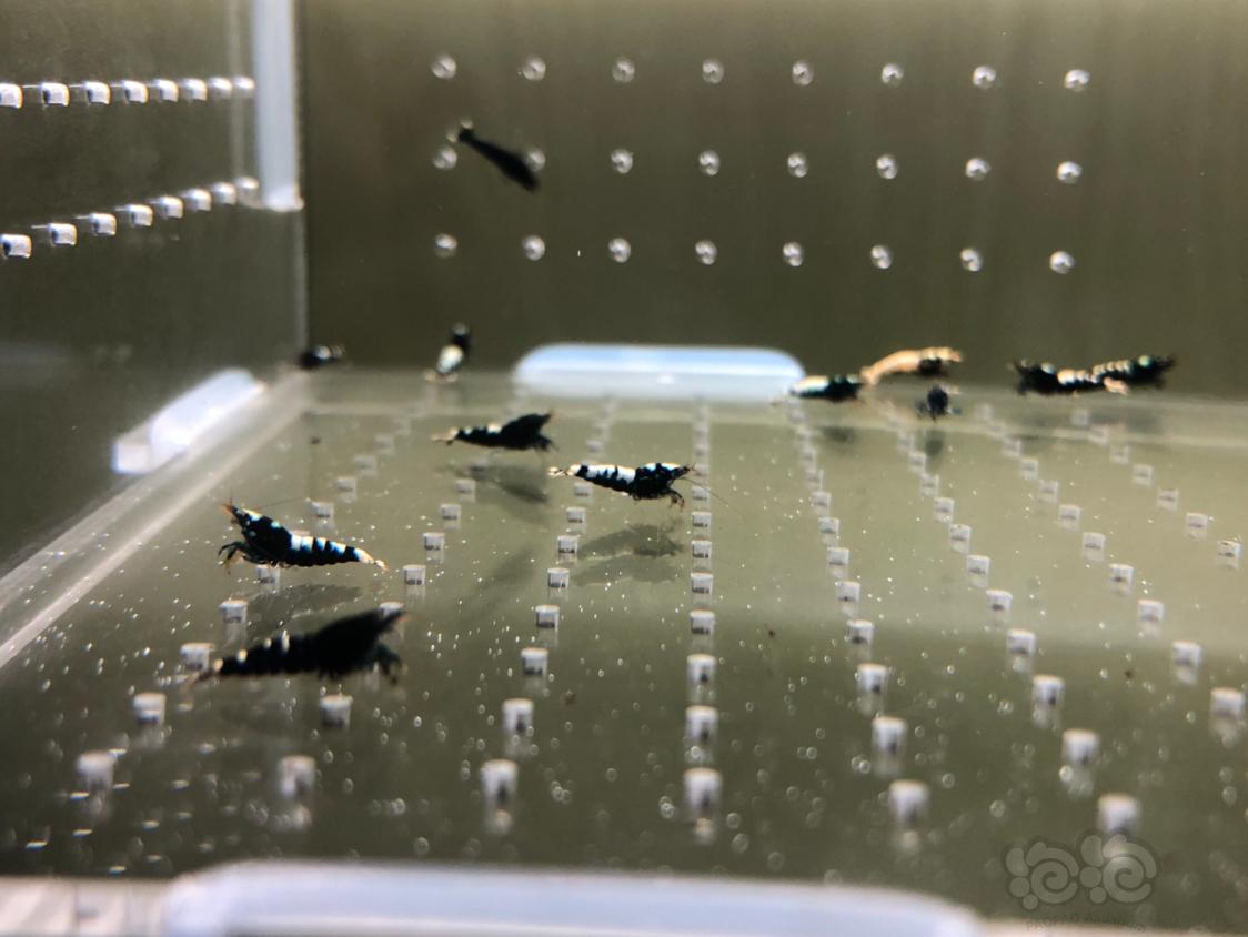 【虾】2019-05-13#RMB拍卖黑银河幼虾20只-图1