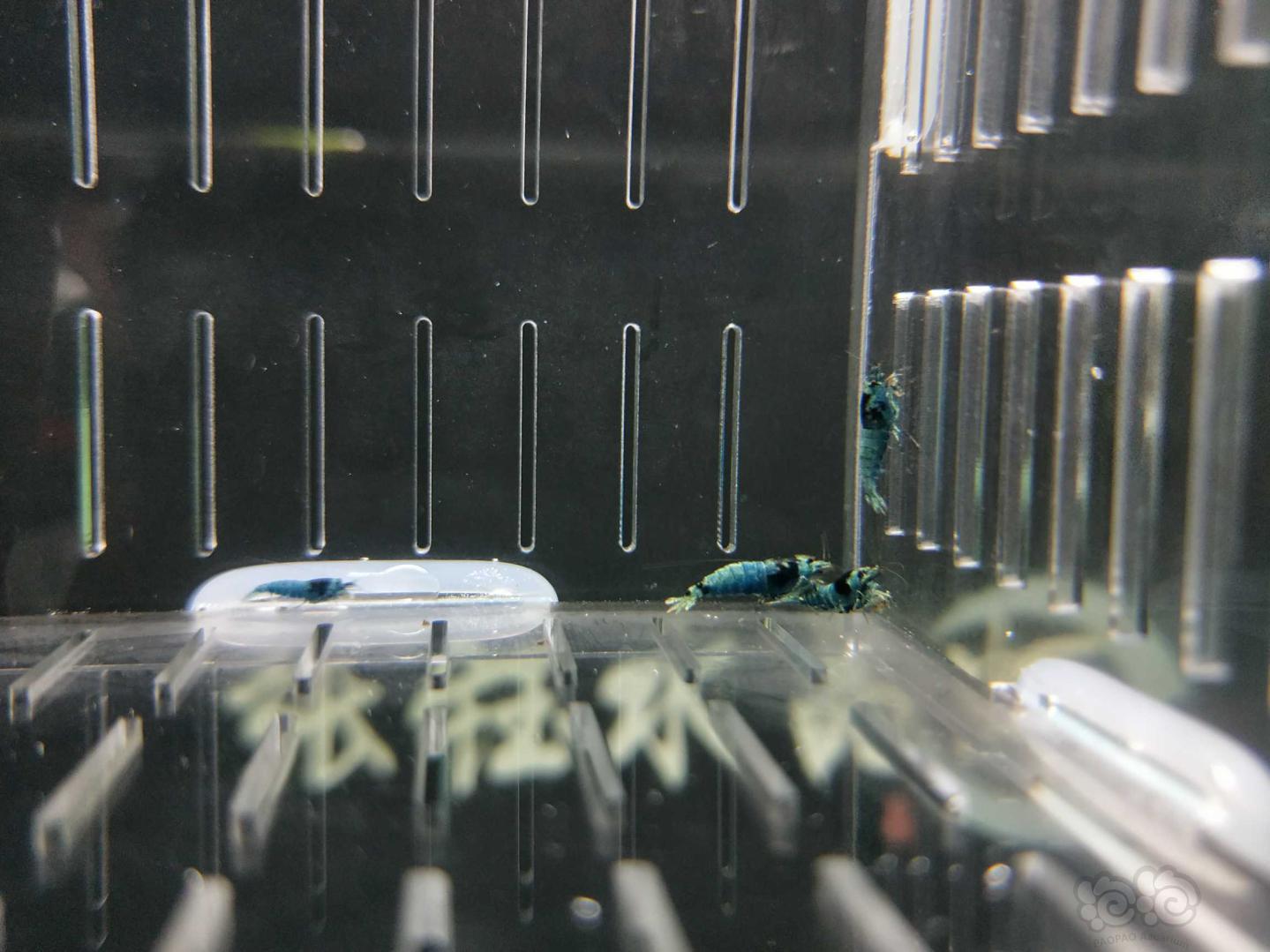 【虾】2019-5-23#RMB拍卖蓝驱花头10只-图6