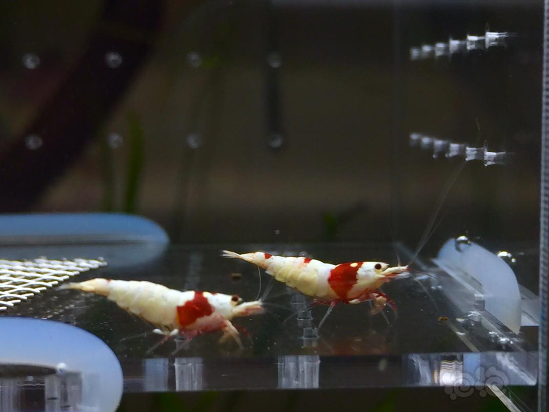 【虾】2019-5-12#RMB拍卖纯血红白三只（两公一母）-图6