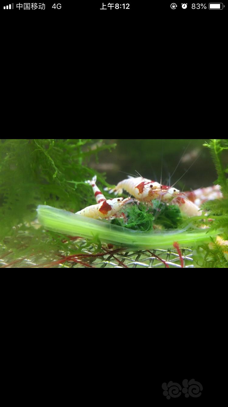 出红白淘汰水晶虾(可闯缸，可练手)-图3