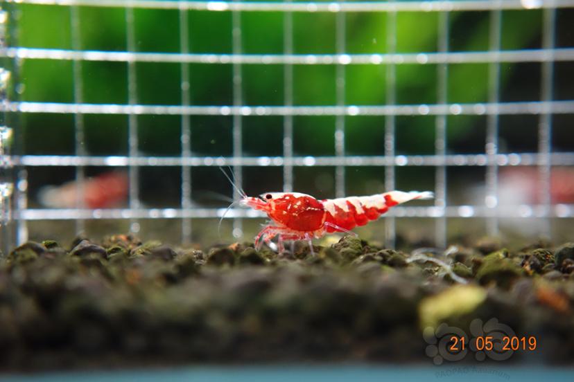 【虾】2019-5-22#RMB拍卖红银河水晶虾2只（1公1母）-图2