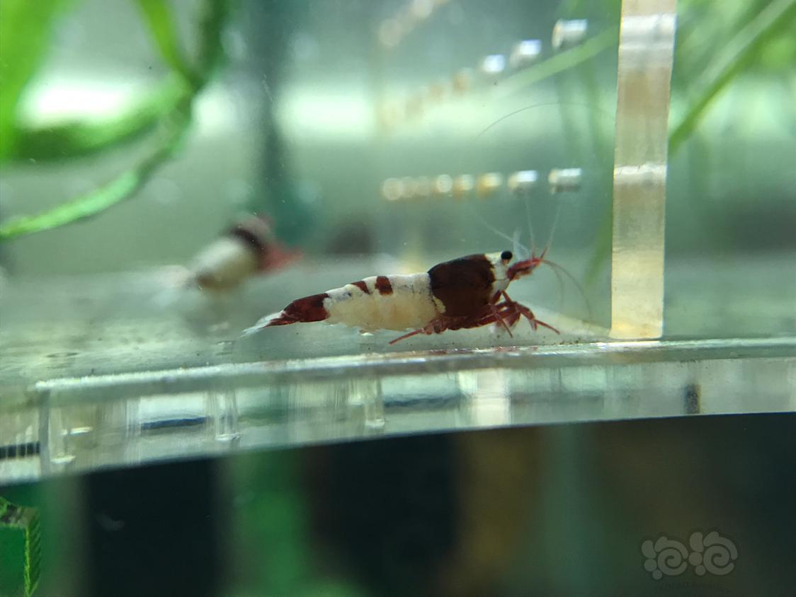 【虾】2019-5-21#RMB拍卖深酒红繁殖组一份6只-图2