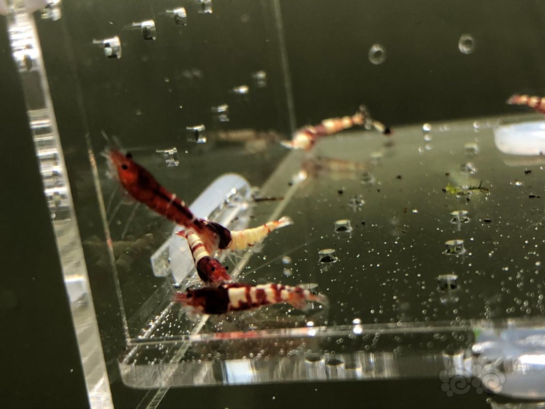 【虾】2019-05-13#RMB拍卖红姘头幼虾20只-图6