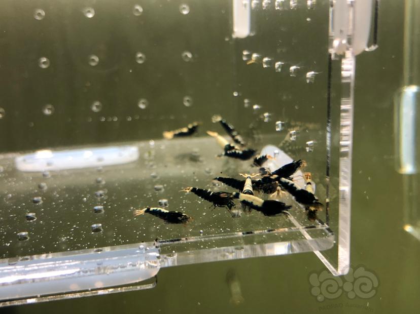 【虾】2019-05-20#RMB拍卖黑银河幼虾20只-图2