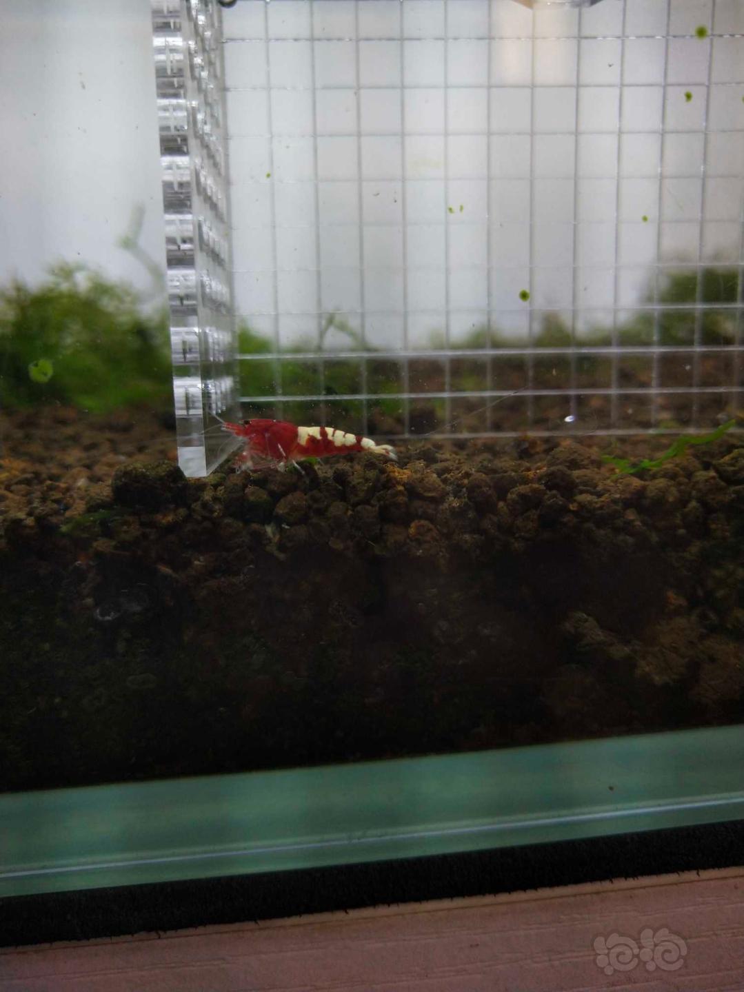 【虾】2019-5-31＃RMB拍卖红斑马十只-图3