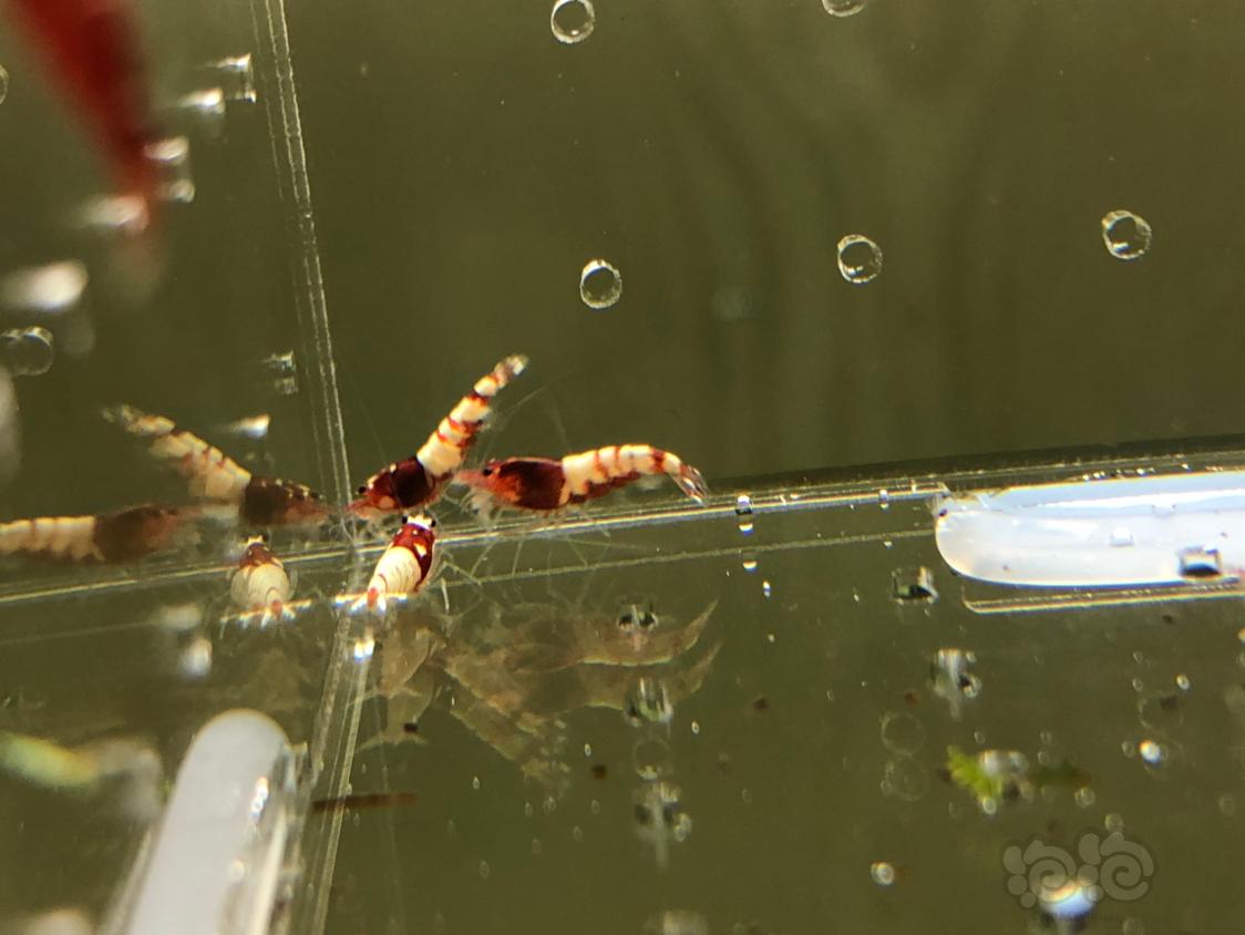 【虾】2019-05-13#RMB拍卖红姘头幼虾20只-图7