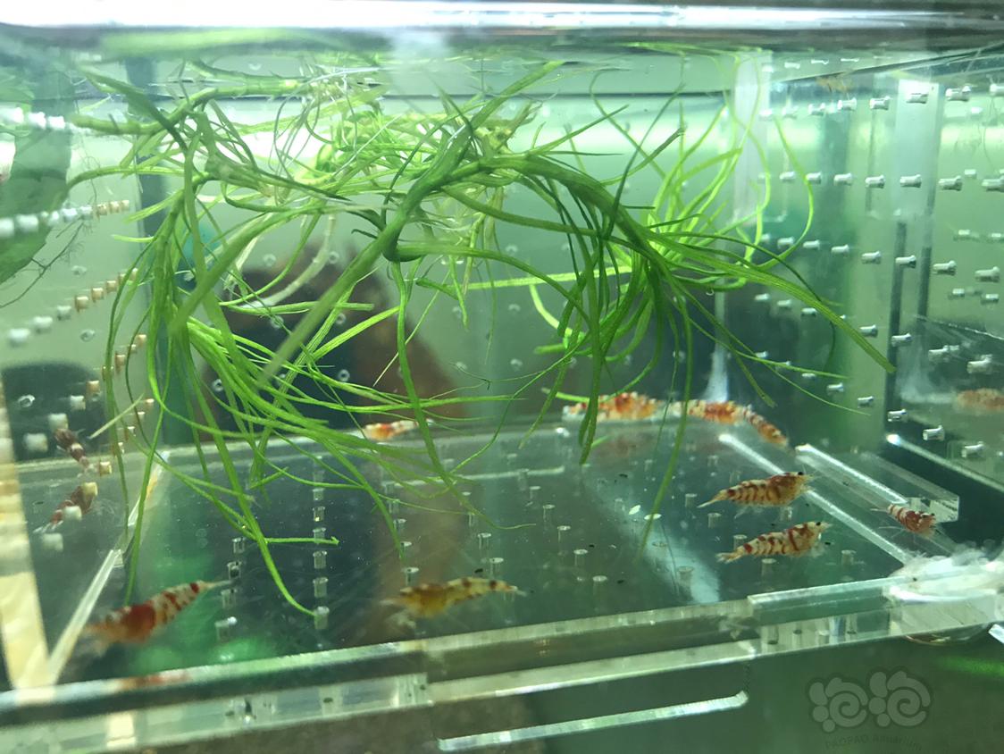 【虾】2019-5-16#RMB拍卖红虎晶一份10只-图9