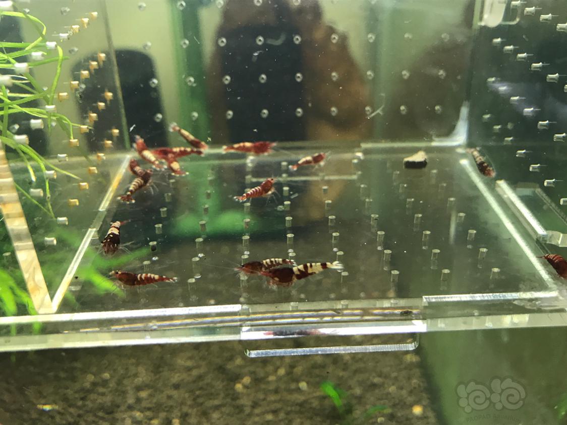 【虾】2019-5-9#RMB拍卖红斑马一份15只-图3