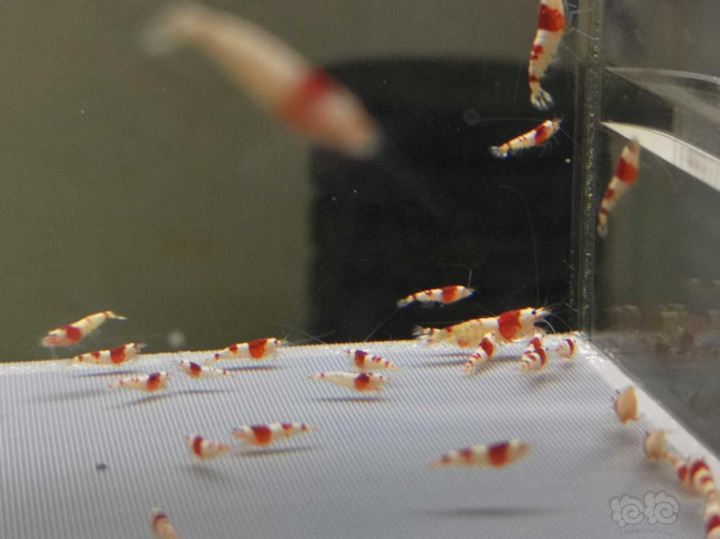 出纯血红白水晶虾-图2