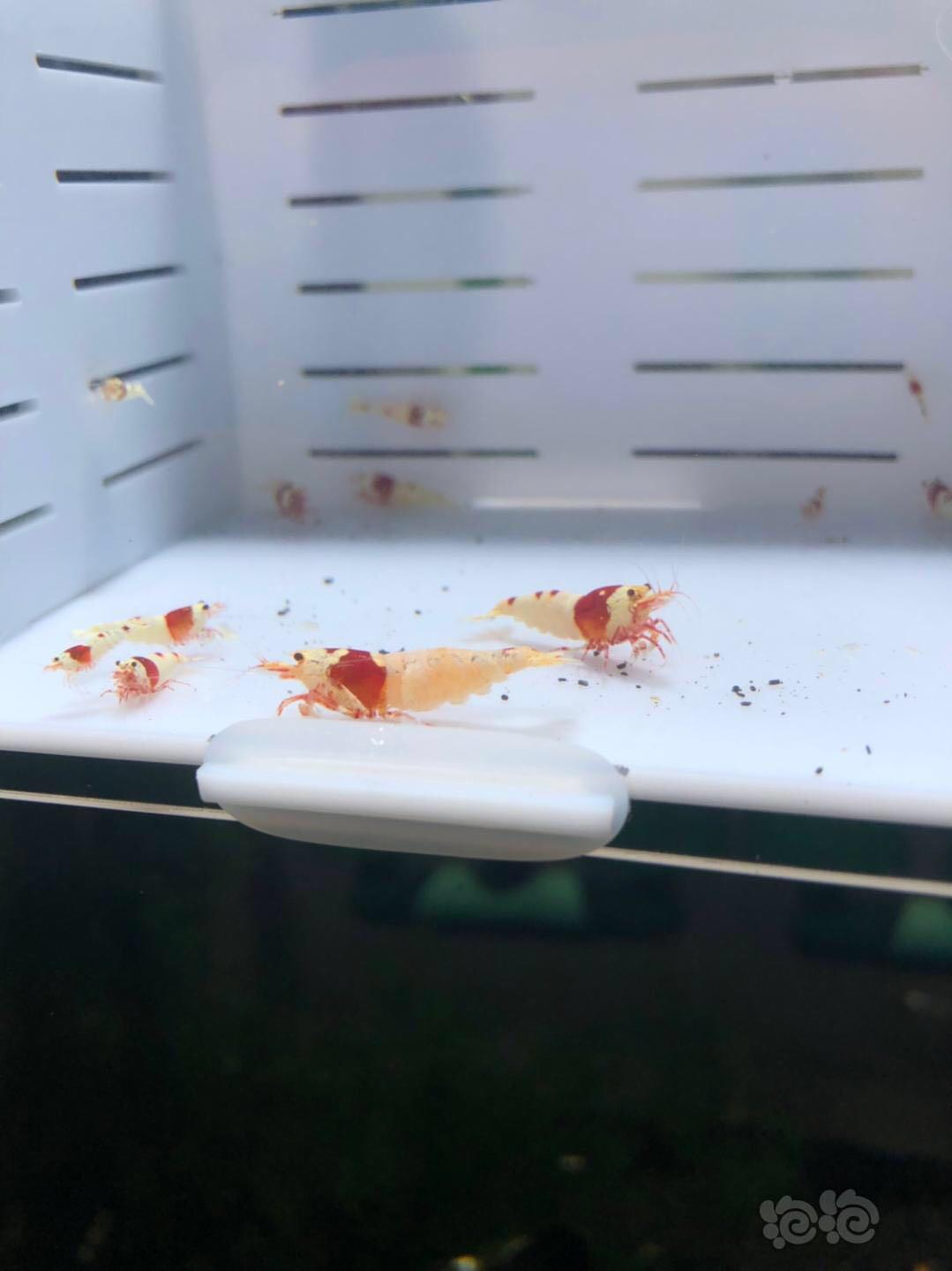 【虾】2019-05-17#纯血红白5母加15只苗子到压成-图2