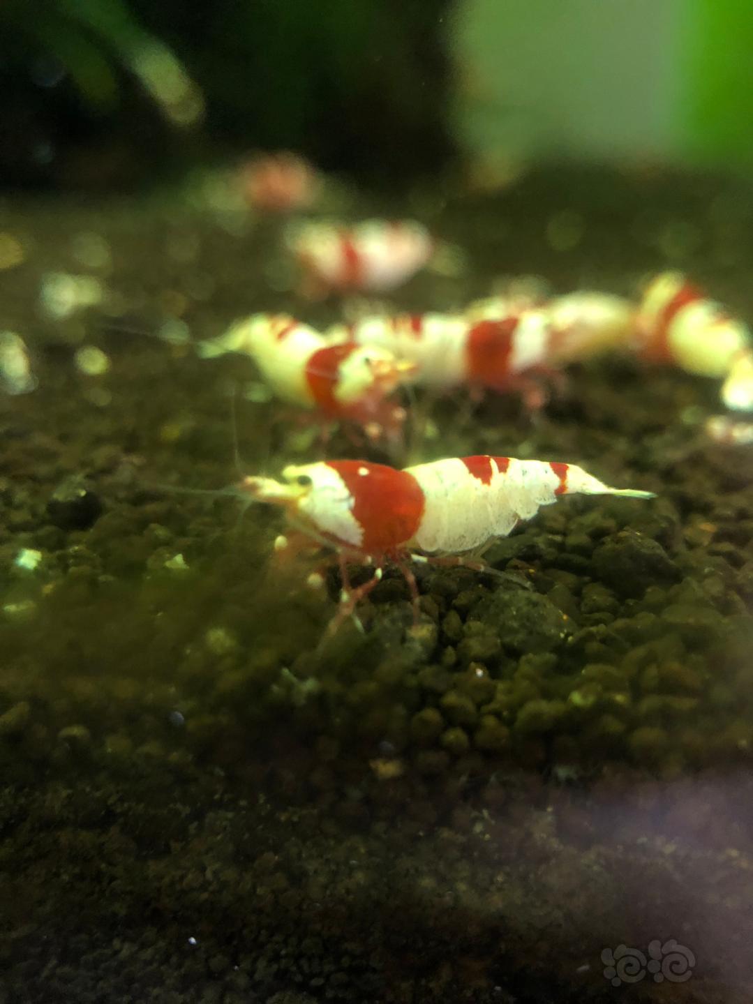 【出售】出售两组繁殖组 纯血红白水晶虾-图3