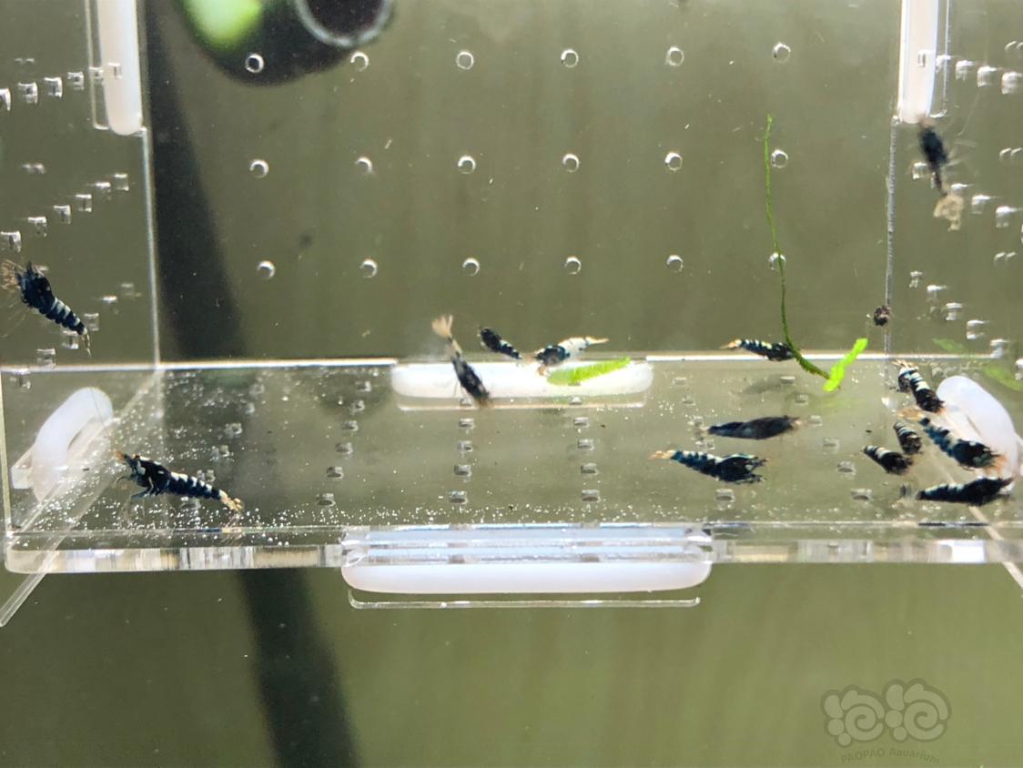 【虾】2019-05-14#RMB拍卖黑银河幼虾20只-图8