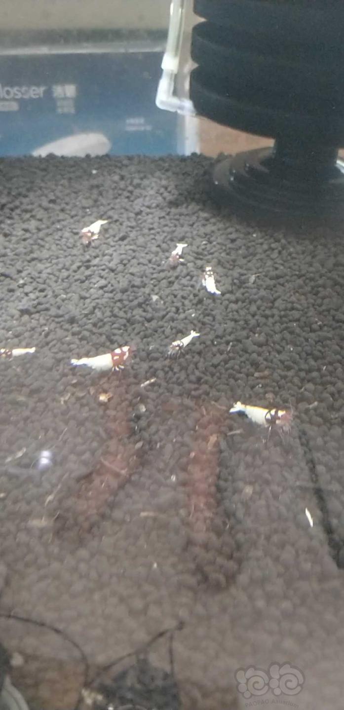 【水晶虾】天津出红高洞头 pinto 白背 斑马-图1