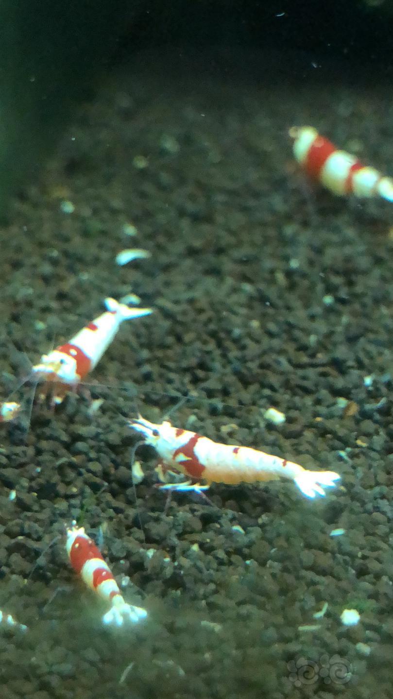 【出售】出售两组繁殖组 纯血红白水晶虾-图2