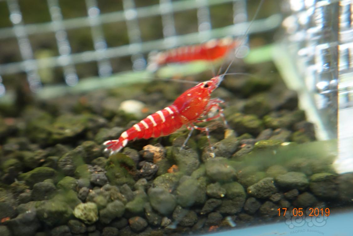 【虾】22019-5-19#RMB拍卖亚成红银河水晶虾3只（1公2母）-图1