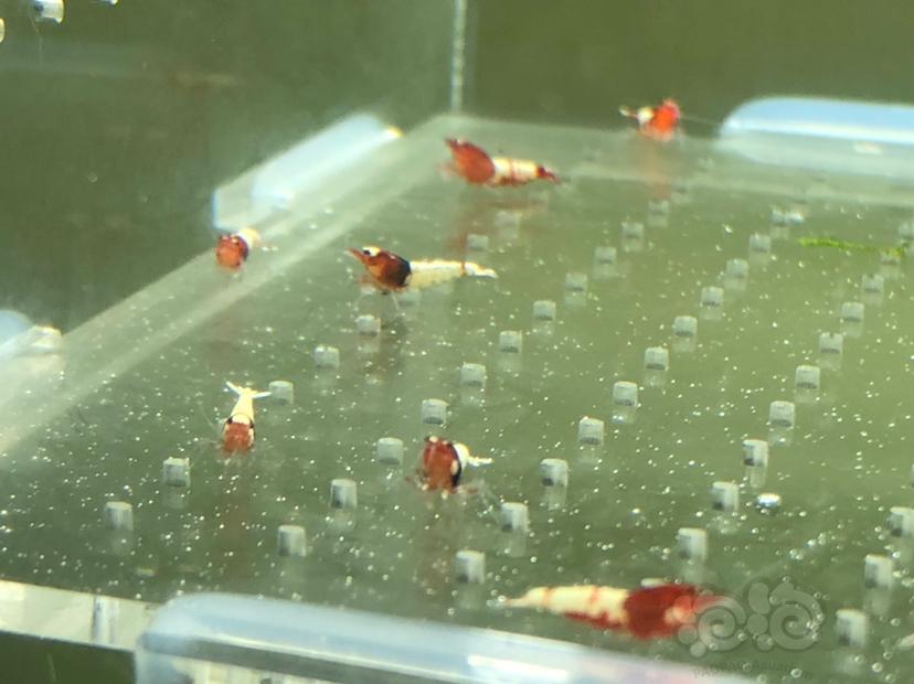 【虾】2019-05-23#RMB拍卖红姘头幼虾20只-图5