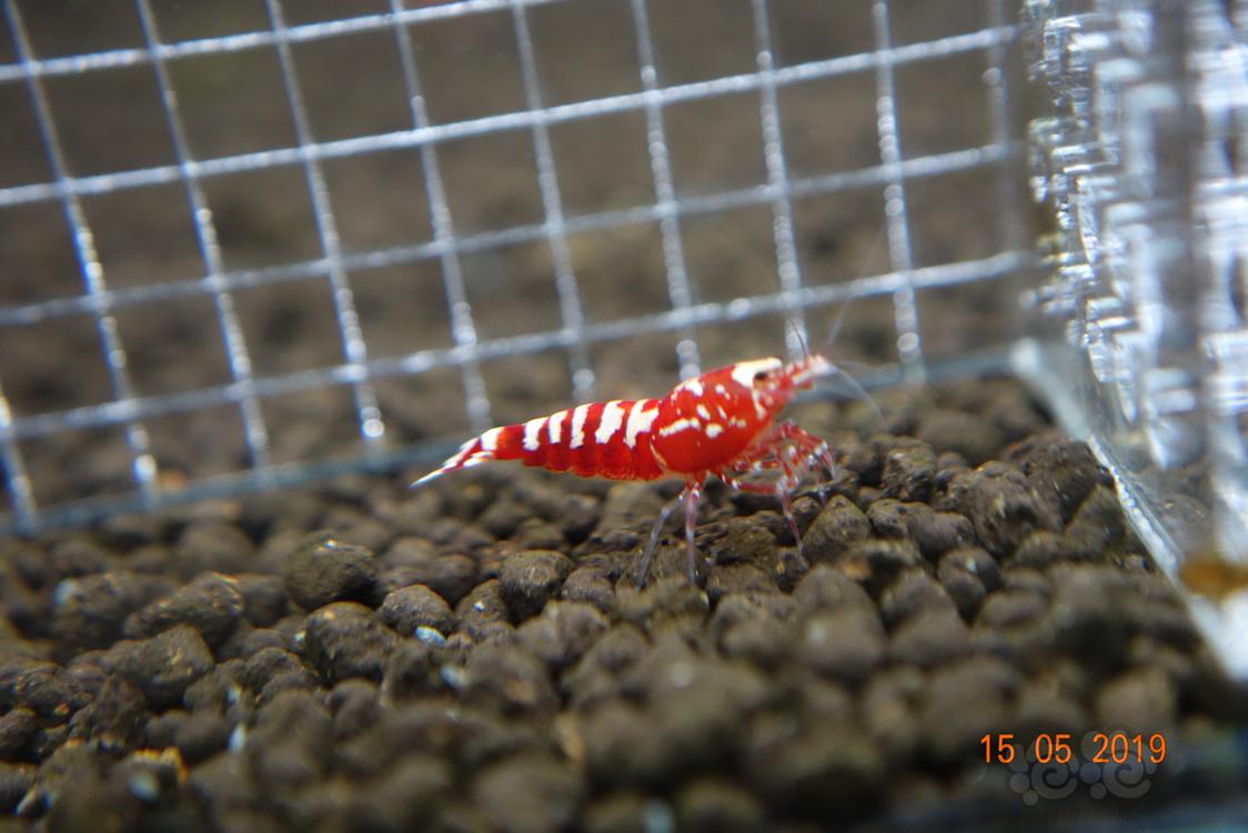 【虾】2019-05-16#RMB拍卖红银河水晶虾两只（一公一母，母虾爆蛋）-图4