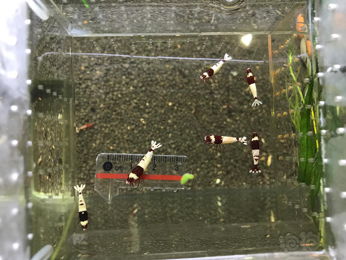 【虾】2019-5-21#RMB拍卖深酒红繁殖组一份6只-图8