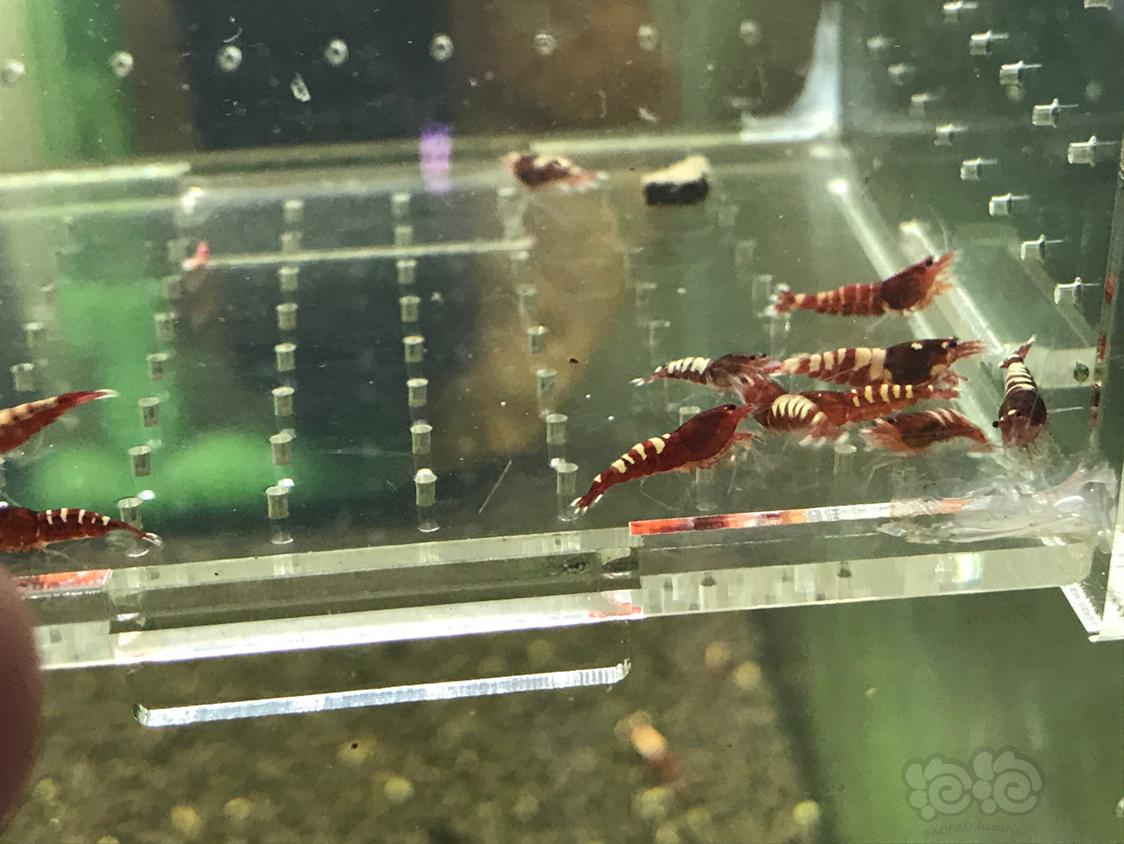 【虾】2019-5-9#RMB拍卖红斑马一份15只-图2