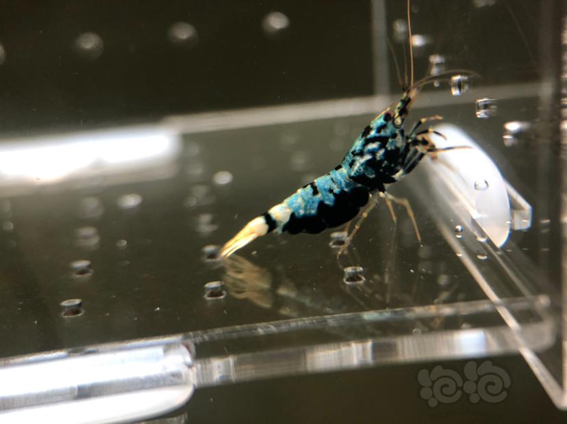 【虾】2019-05-22#RMB拍卖蟒形银河母虾2只-图6