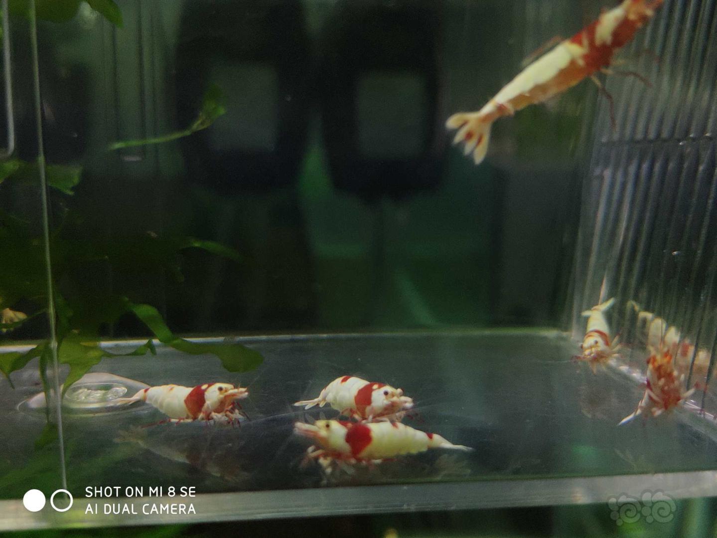 【虾】2019-06-25#RMB拍卖纯血红白系统虾10只-图2
