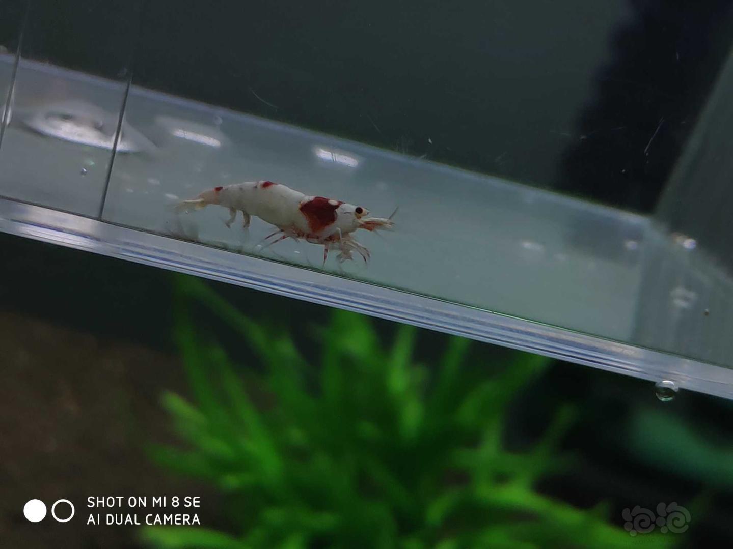 【虾】2019-06-23#RMB拍卖纯血红白系统水晶虾5公5母(1.4-.1.6cm左右新成虾，一-图7
