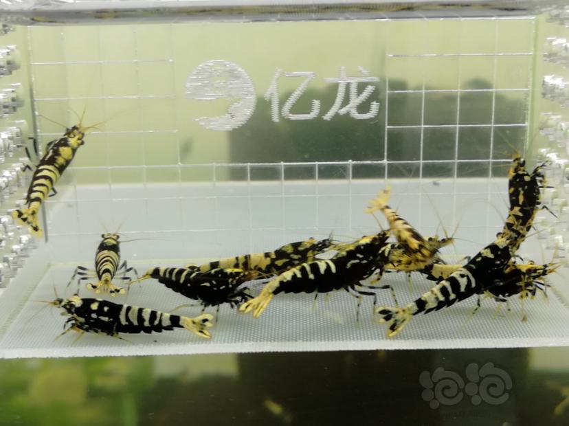 【虾】2019-06-20#RMB拍卖黑色银河鱼骨一份11只-图3