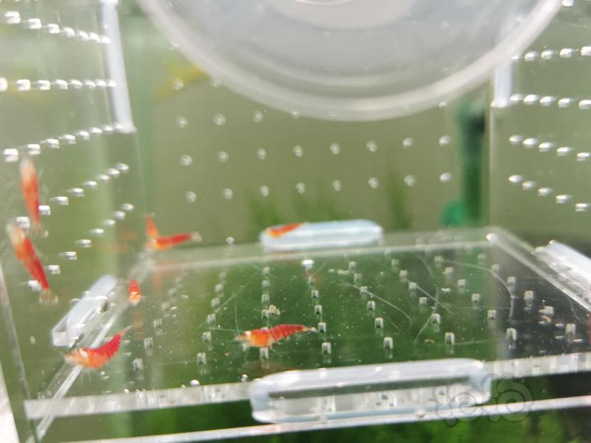 【虾】2019-06-29#RMB拍卖德系圣诞红幼虾1.0大小10只公母自辨-图2