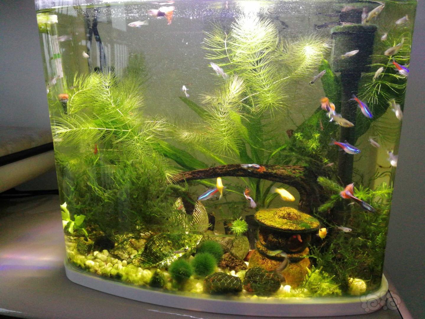 其它金鱼藻是个好东西