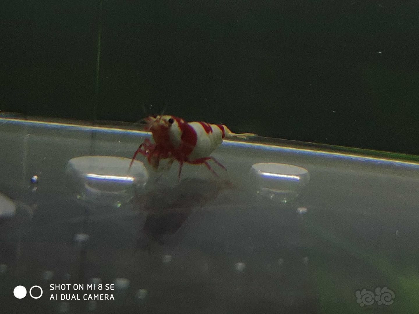 【虾】2019-06-23#RMB拍卖纯血红白系统水晶虾5公5母(1.4-.1.6cm左右新成虾，一-图9