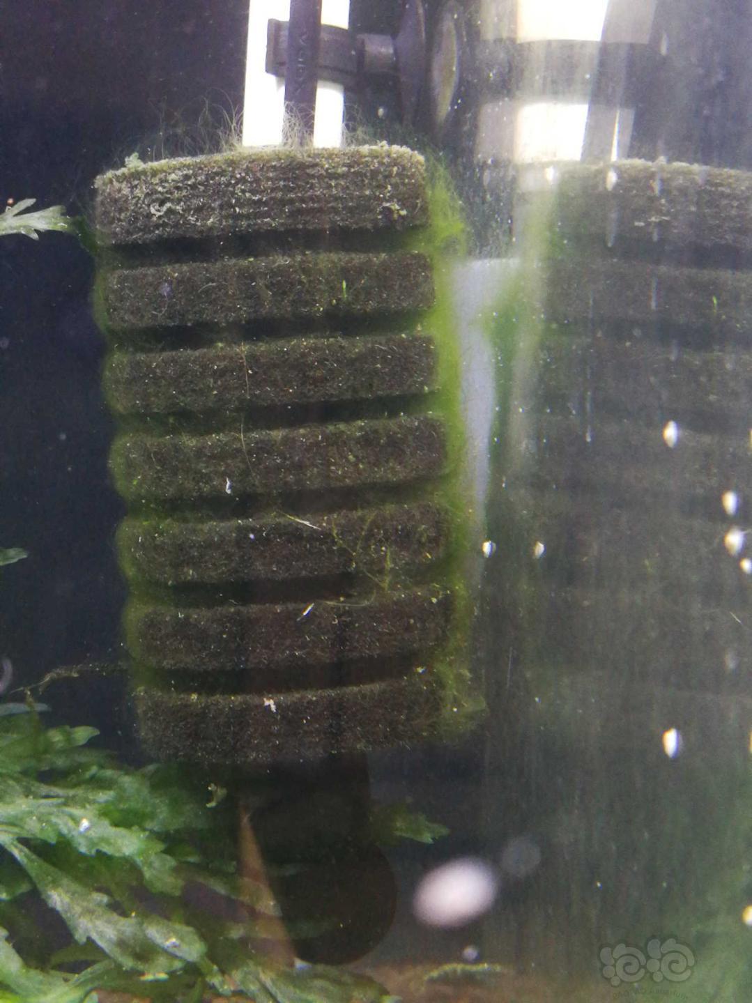 水晶虾缸，丝藻怎么解决啊……-图1