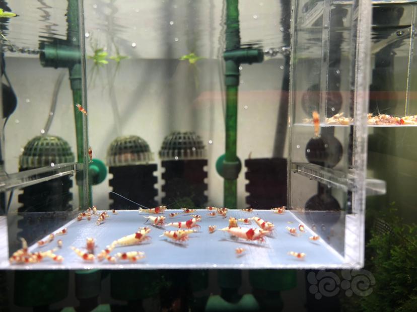 【虾】2019-06-01#RMB红白水晶虾61只-图1