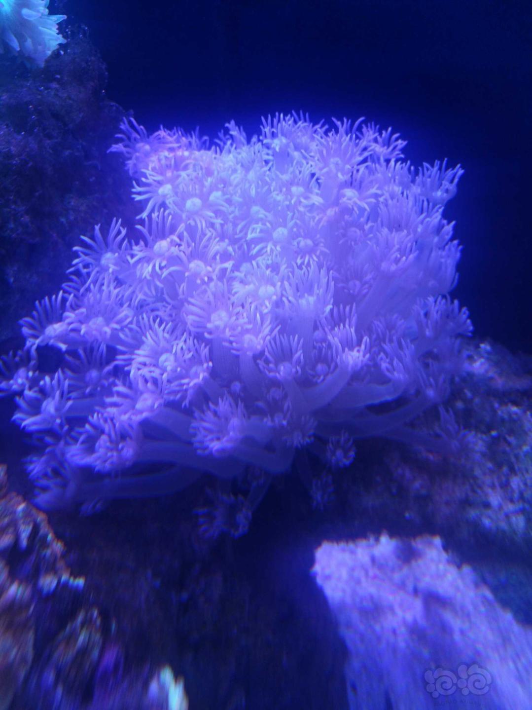 珊瑚也好看😊-图2