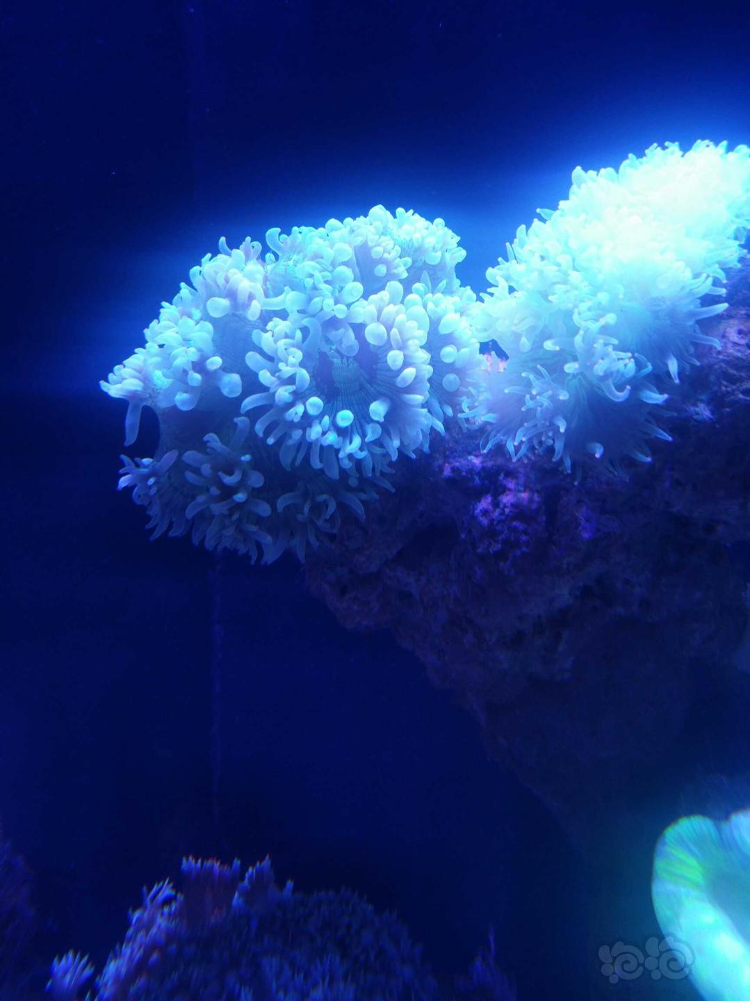 珊瑚也好看😊-图3